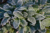 Frost in Mälarhöjden