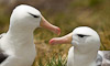 Albatross